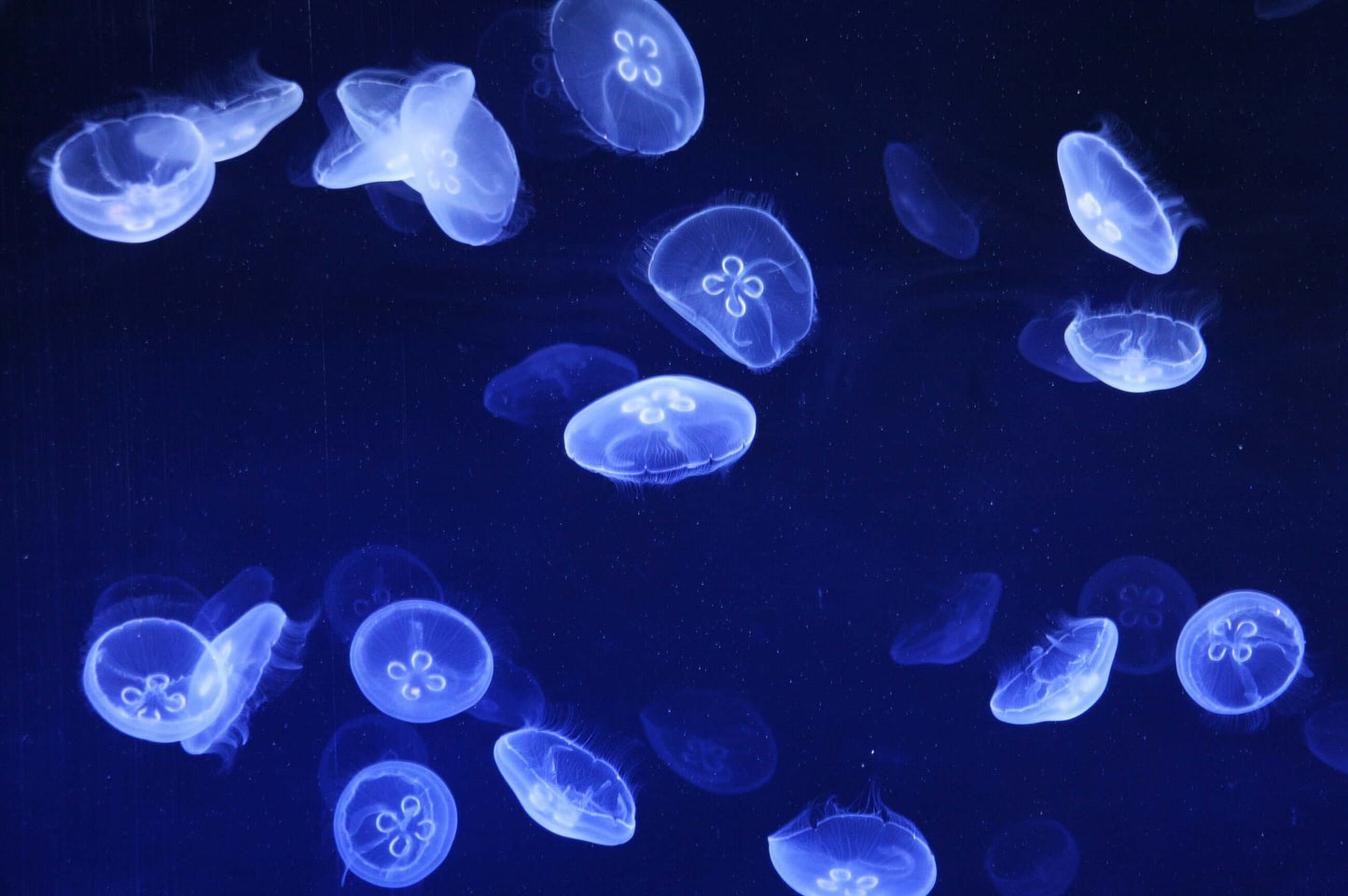 Electric blue jellyfish swimming in the sea, capturing the vibrant beauty of marine life for bathroom decor.