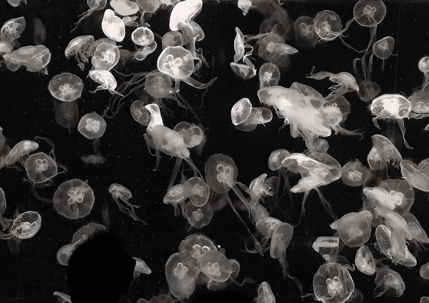 Elegant monochrome jellyfish art for a serene bathroom atmosphere, showcasing relaxing underwater beauty.