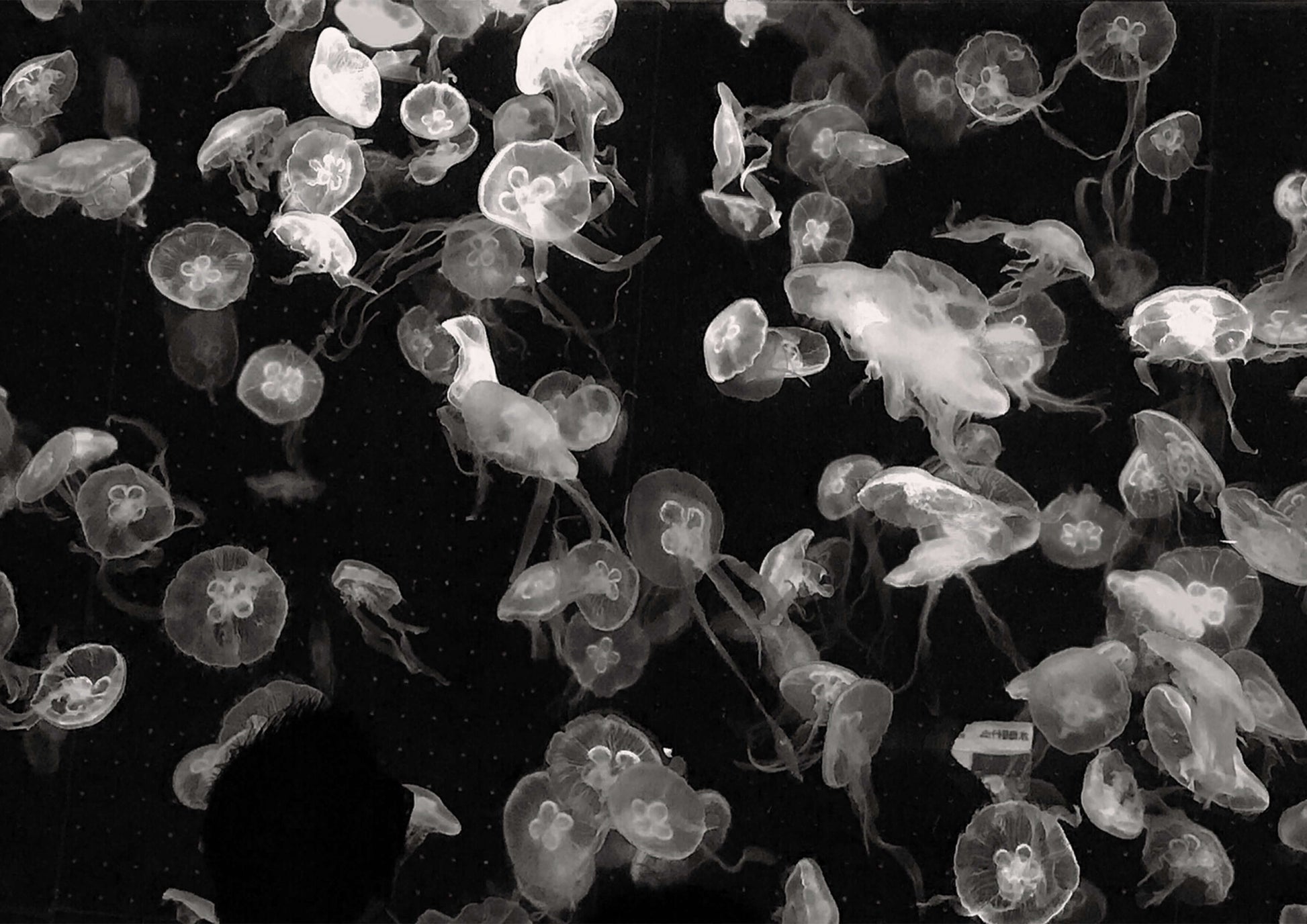 Elegant monochrome jellyfish art for a serene bathroom atmosphere, showcasing relaxing underwater beauty.